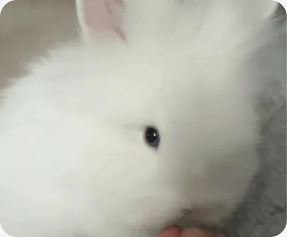 A white lionhead rabbit in close-up