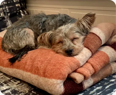 A terrier asleep on a stack of folded blankets